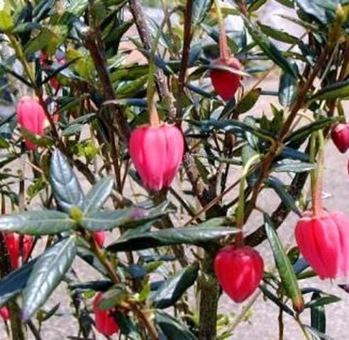 Crinodendron Hookerianum 142