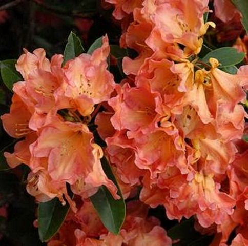 Rhododendron Olga | 2015-9