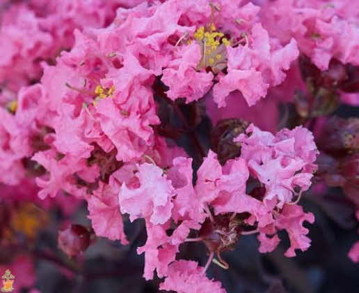 Lagerstroemia indica 'Shell pink' Black Solitaire ®